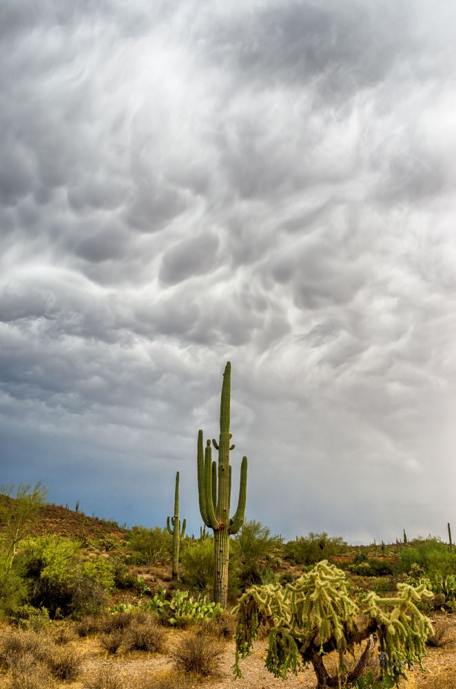 A storm builds on over the desert east of Phoenix, AZ, with thick cumulonimbus cells above.

Photo Credit:
Brian Blakesley Photography