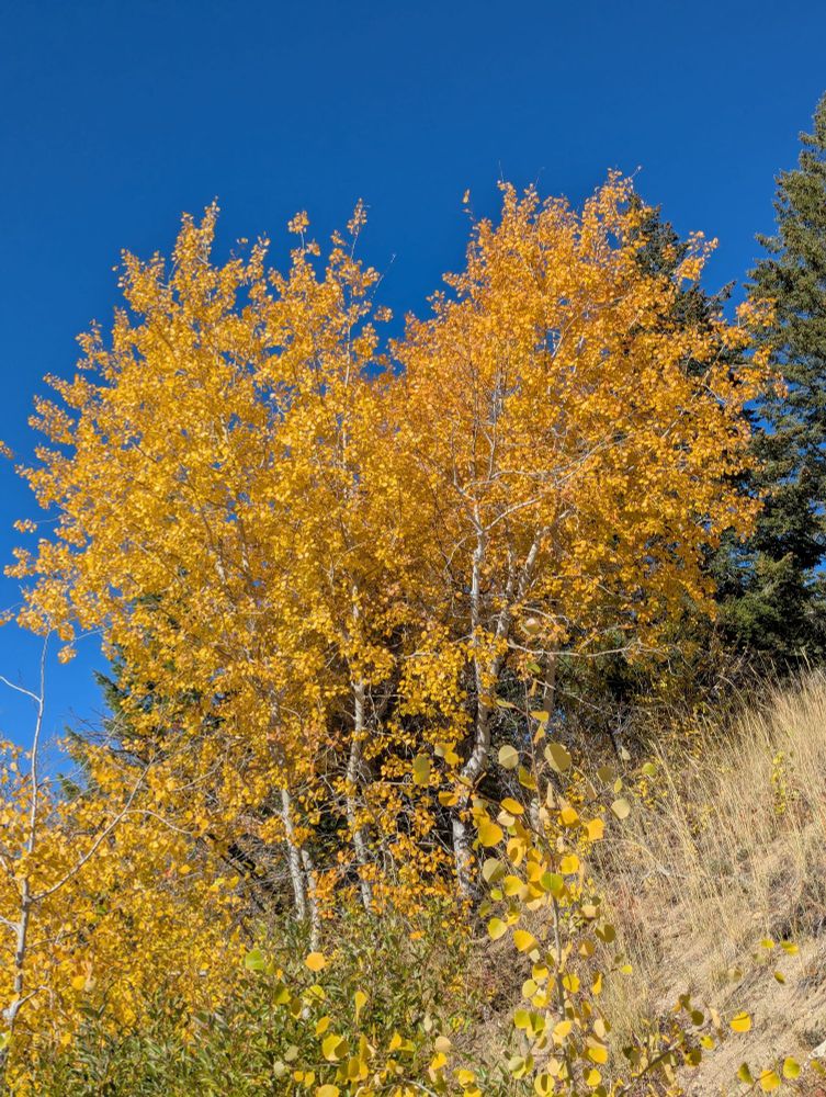 Fall foliage colors against a blue sky 