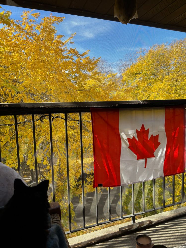 A sunny, cheerful view from a deck of bight yellow coloured leafs against an intense blue sky. On the deck rail is a Canadian flag draped across it. From the bench on the side a black cat is in silhouette, his black pointy ears alert to the sounds of the city. 