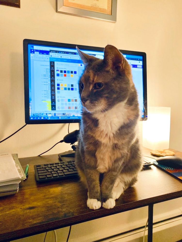 Stewie stands in front of a computer monitor, pondering color hex codes. 