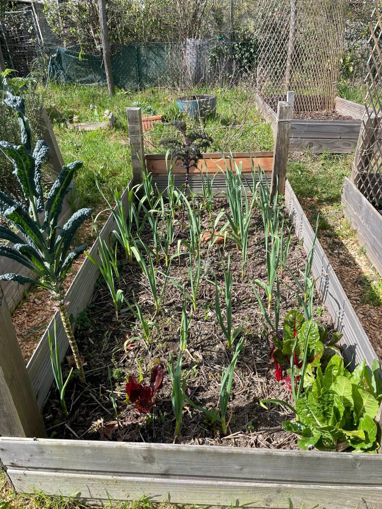 Garlic, kale, Swiss chard