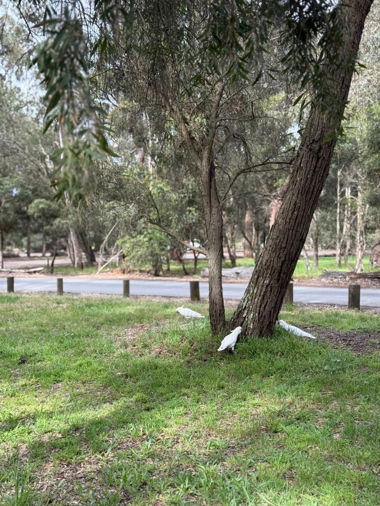 Three white cockatoos on grass at the base of a tree