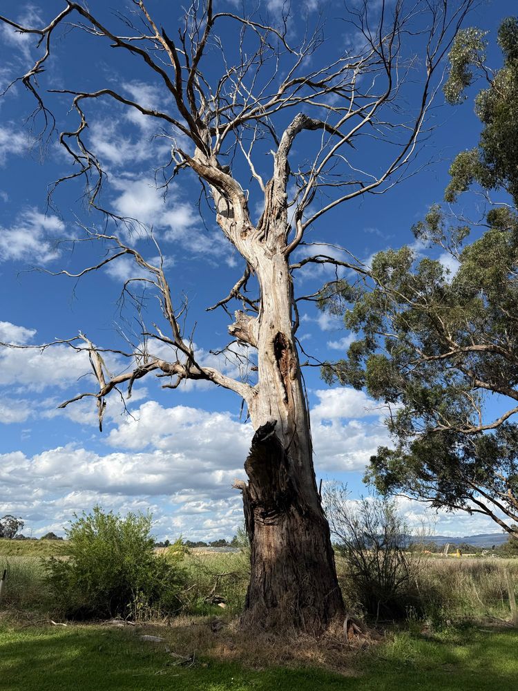 A tree missing most of its bark as it’s probably dead but still very much upright on a suburban trail.