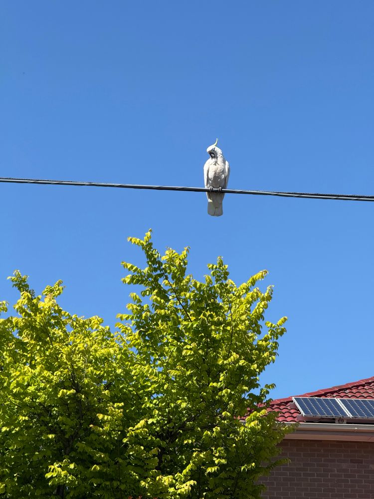 A cockatoo on an electric wire in the suburbs