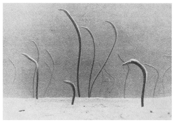 faded out black and white picture of eels from a german academic paper. or it might be a drawing of them, it's hard to tell because of how faded and photocopier burnt it is