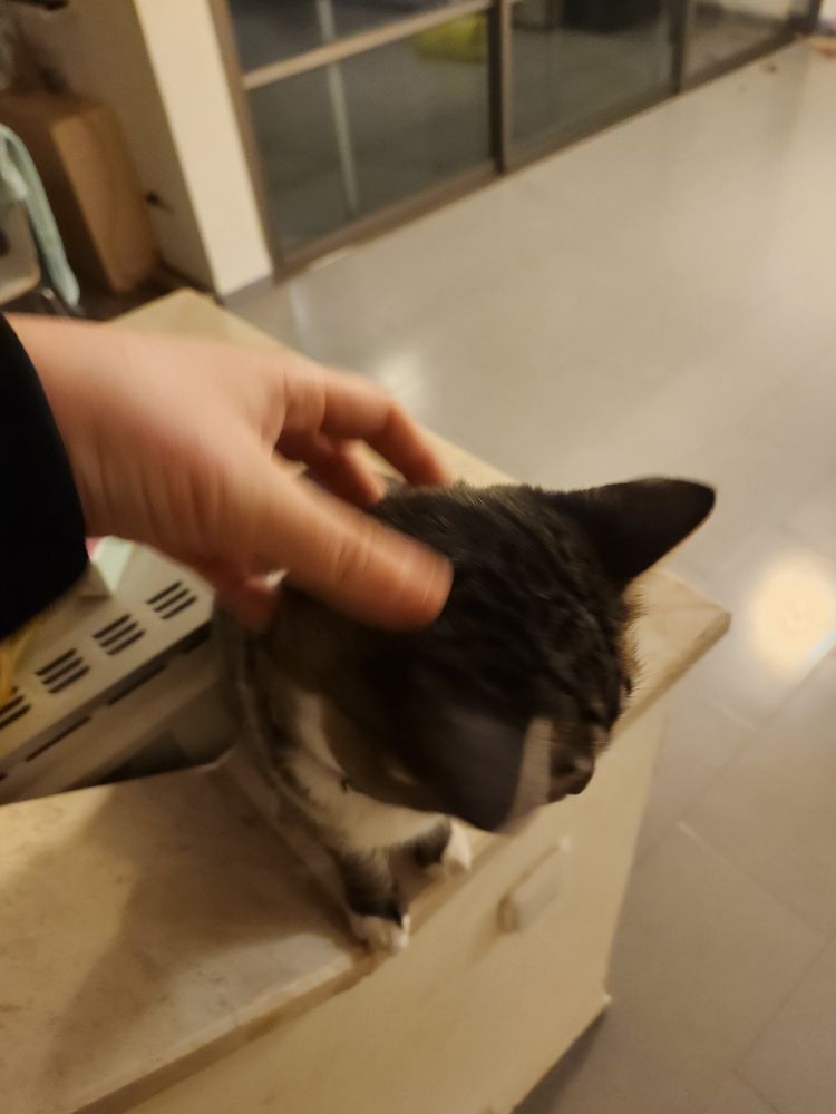 My cat, Nala, a brown tabby, sitting in the counter with her head down, my  left hand is seen scratching her head