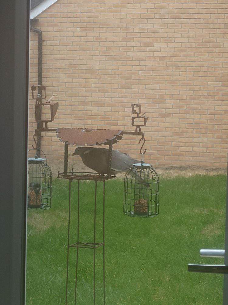 First bird I've actually got at the bird feeder
