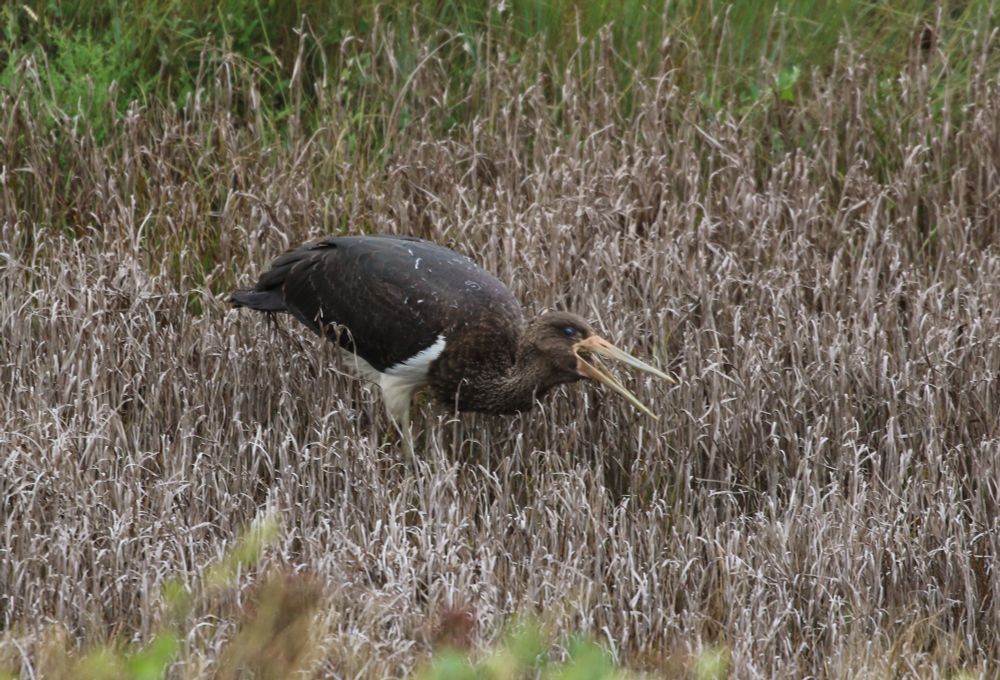 Juvenile black stork at Boyton Marshes RSPB, Suffolk
