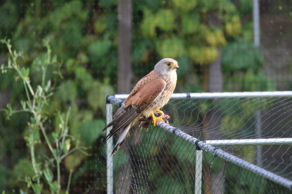 Kestrel sitting on a fruit cage with its breakfast.