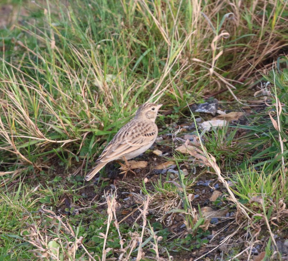 Short-toed Lark, Burrafirth, Unst