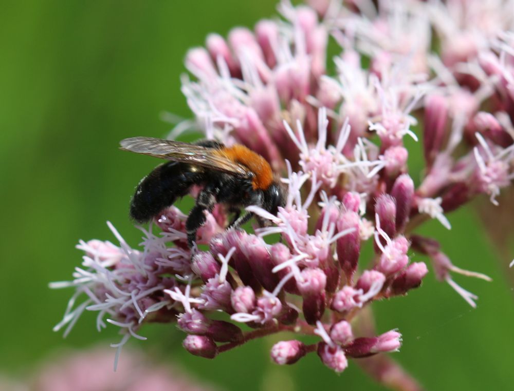 Cliff mining bee on Valerian, Beeston Common. 