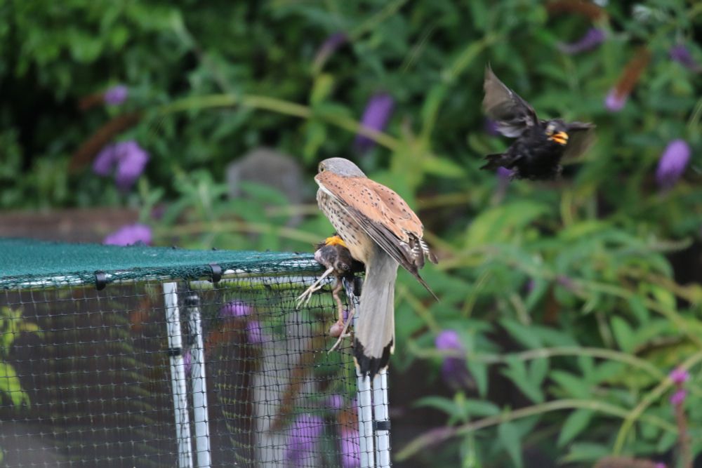 Kestrel sitting on a fruit cage with its breakfast.
