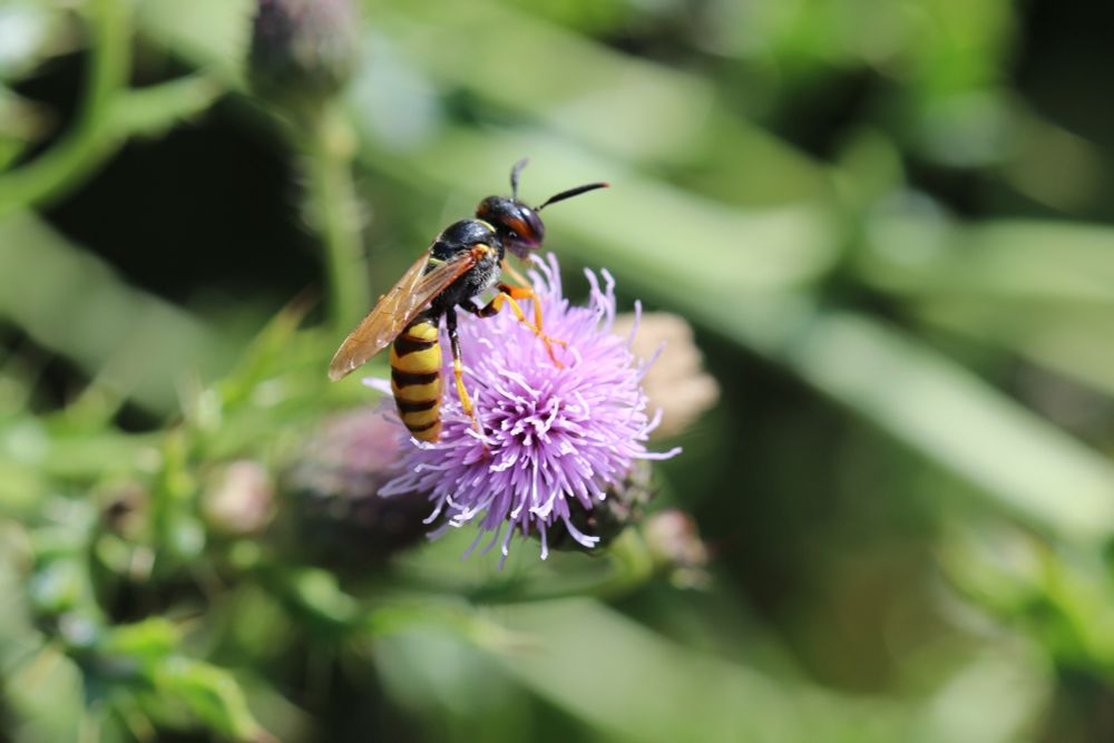 Bee wolf on Creeping Thistle, Beeston Common. 