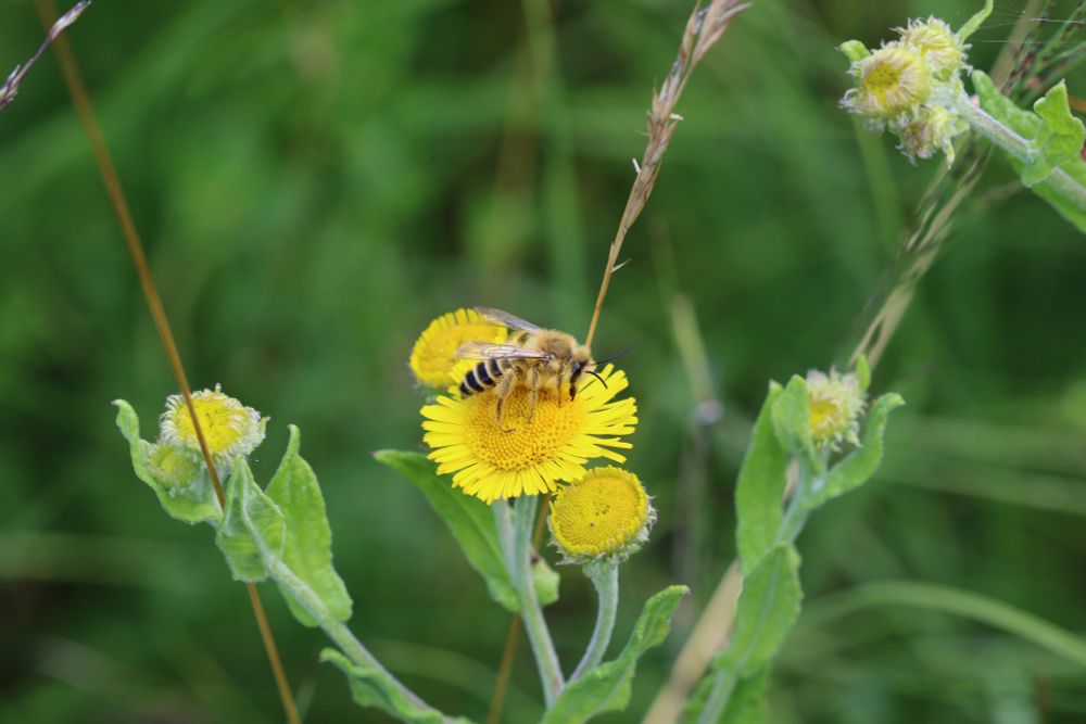 Pantaloon bee resting on Flebane at Beeston Common. 