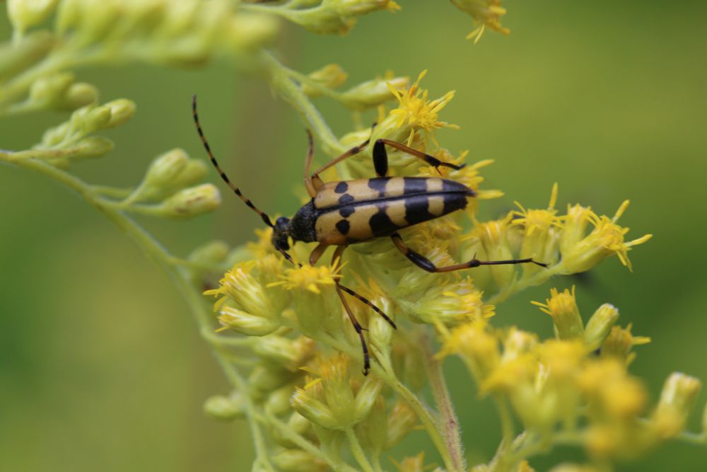 Rutpela maculata on Golden Rod, Beeston Common. 