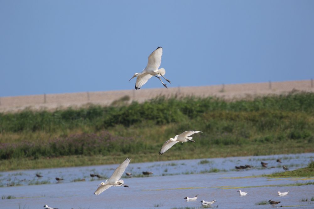 Juvenile spoonbills coming into land on Simmonds Scrape.
