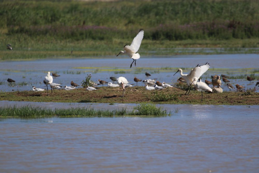 Juvenile spoonbills coming into land on Simmonds Scrape