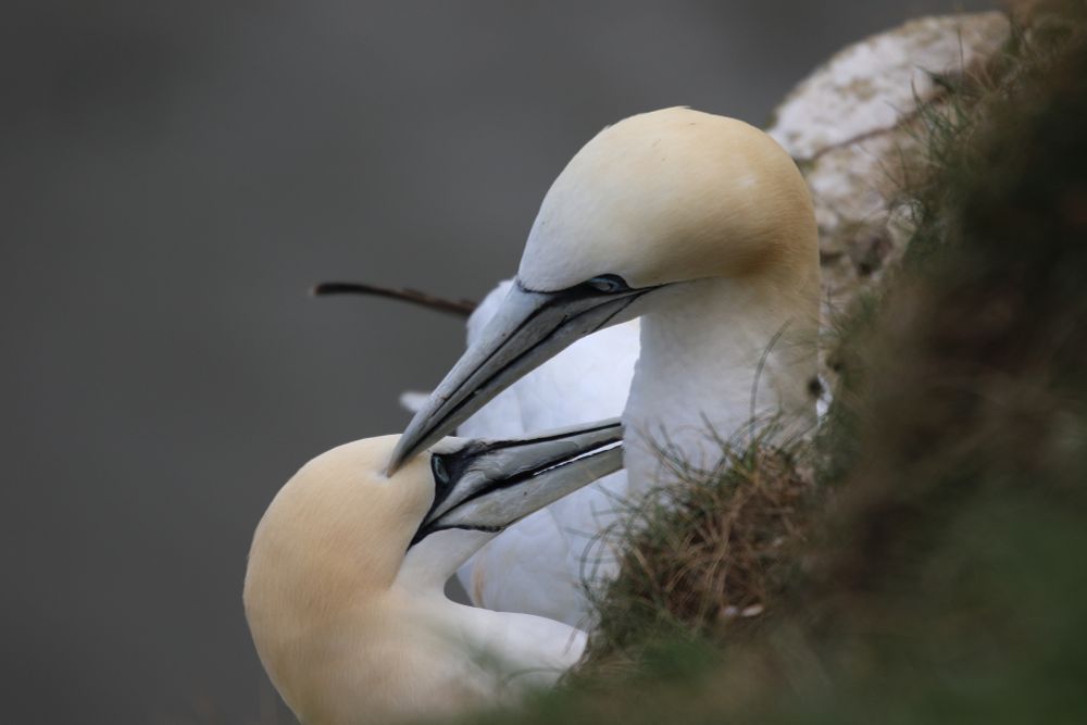 Pair of gannets resting on a cliff preening each other's heads.