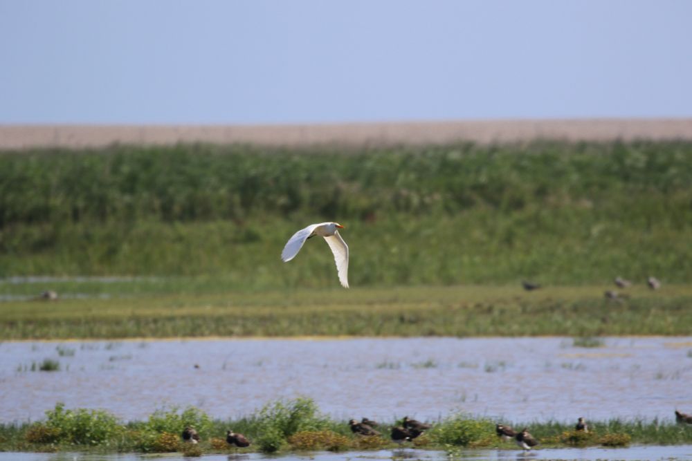 Cattle egret in flight across Simmonds Scrape.