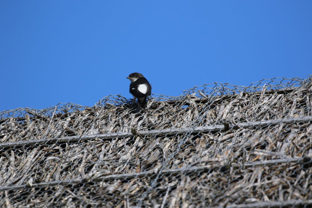 Juvenile house martin perched onto of hide roof.