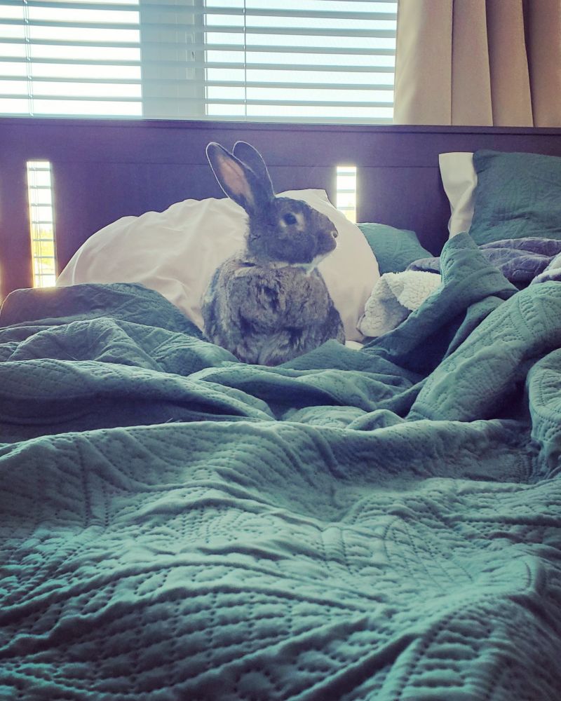 Alert bunny sitting in bed