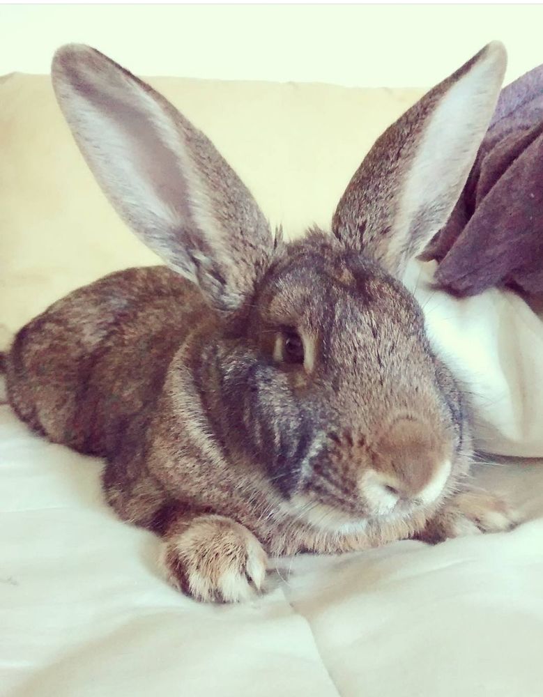 A rabbit reclining on a bed with two big ears sticking up. 