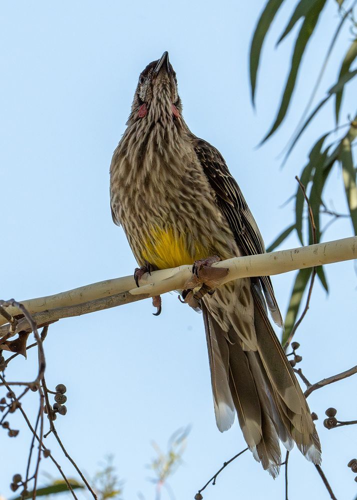 A wattle bird perched on a eucalyptus tree branch.