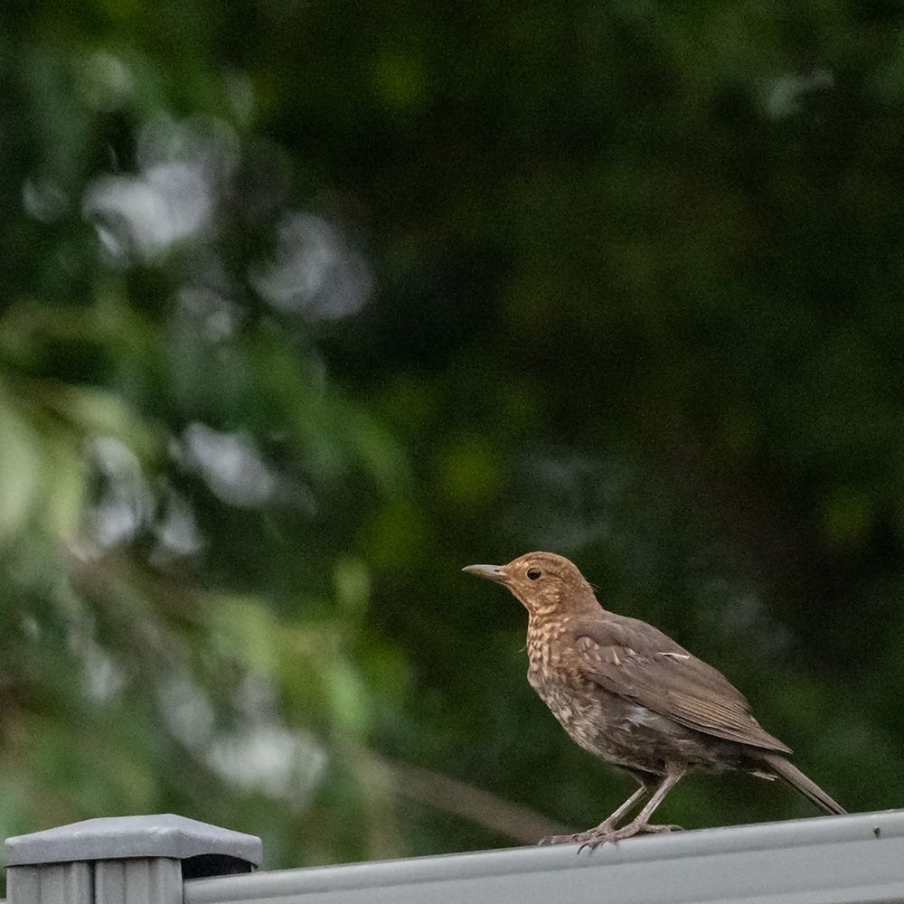 A small brown bodied bird with lighter chest flecks, balancing on a metal fence.