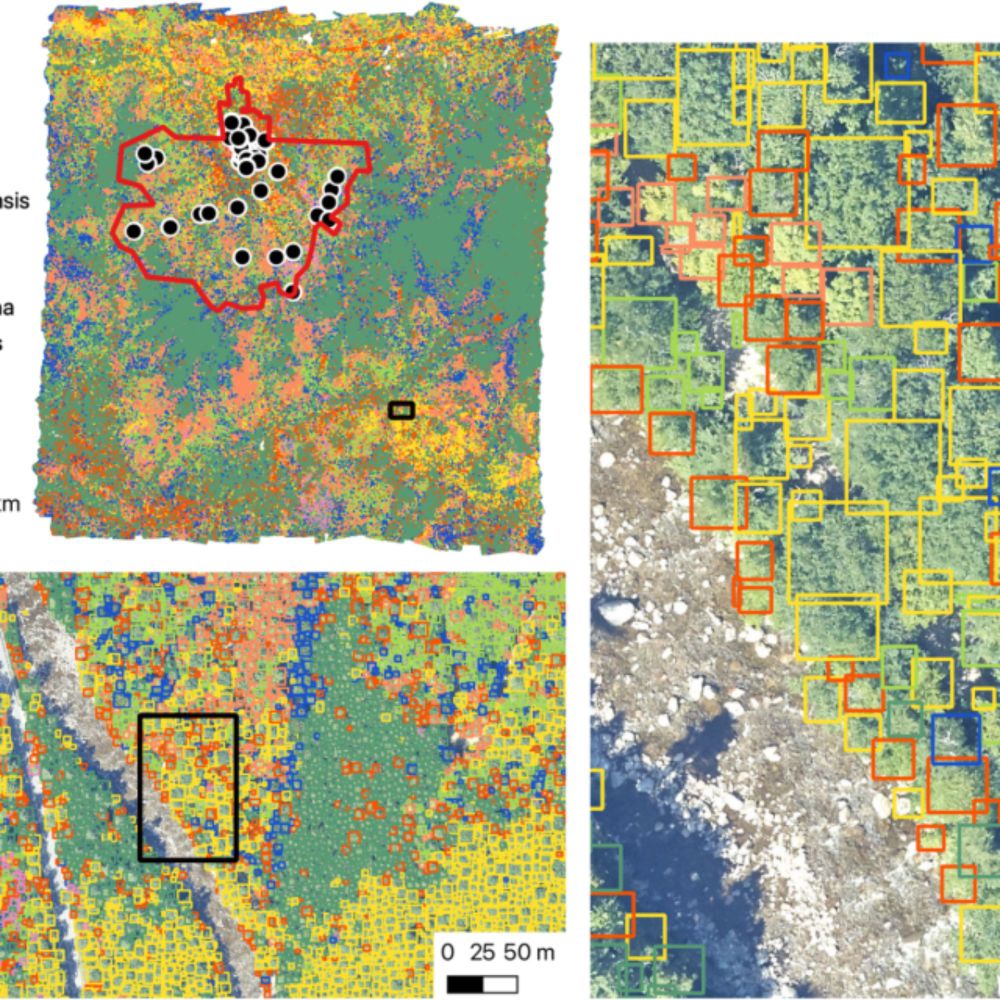 New dataset on 100 million canopy trees across the National Ecological Observatory Network