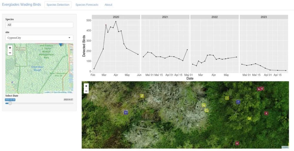Screenshot of https://everwatch.weecology.org. Map showing the general location of the colony, CypressCity. Time-series showing the total counts of all birds in that colony weekly during the February-April for 2000-2023. A zoomed in image showing individual bird detections on top of the imagery.