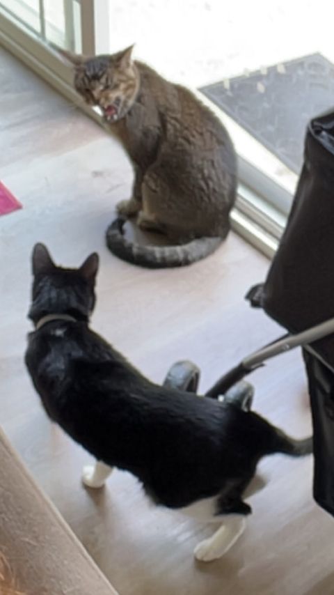 Blurry photo of two cats - a tuxedo cat facing away from camera and looking at the other cat , a brown tabby hissing at the tuxedo and facing toward the camera 