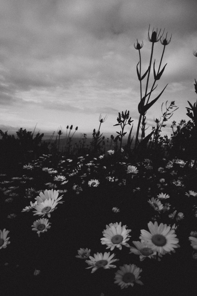 A black and white photo of daisies in front of a cloudy sky, with a taller, slender flower in the background.