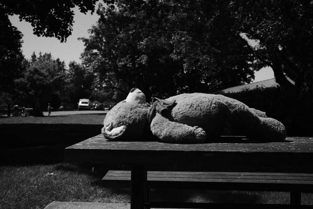 A black and white image of large teddy bear laying horizontal on a picnic table in a park.
