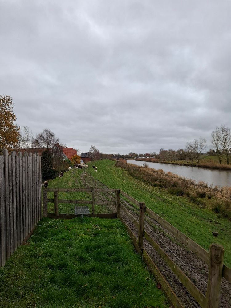 Sehr bedeckter Himmel. Links ein Fluss. Rechts grüne Deichwiese auf der sich ein paar Schafe tummeln.