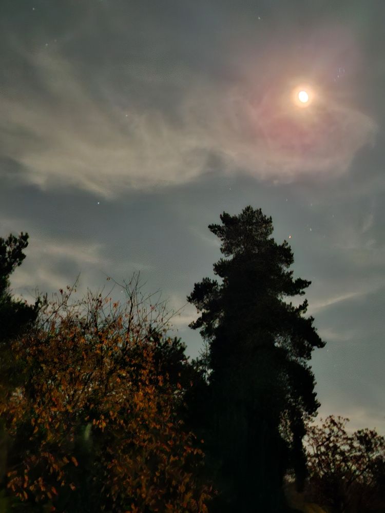 Vollmond über Bäumen. Mond scheint scheinbar durch eine rosa Wolke.