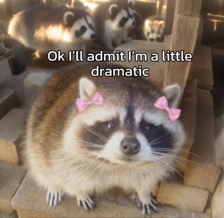 Photo of a raccoon with the text ok i'll admit i'm a little dramatic