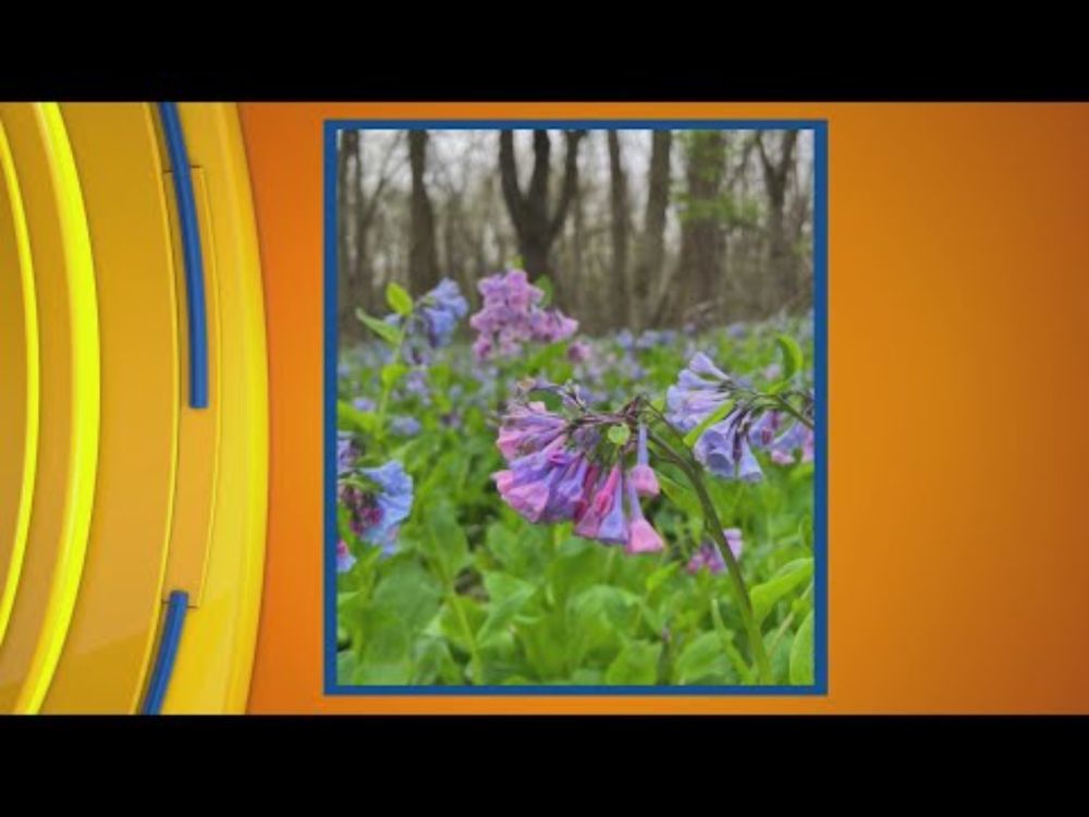 Experience Champaign Urbana Has The Scoop on Things to do in Central Illinois!