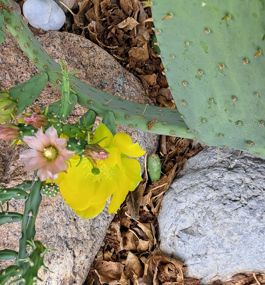 A yellow prickly pear cactus bloom next to a pale pink pencil cactus bloom, above grey rocks and dead leaves.
