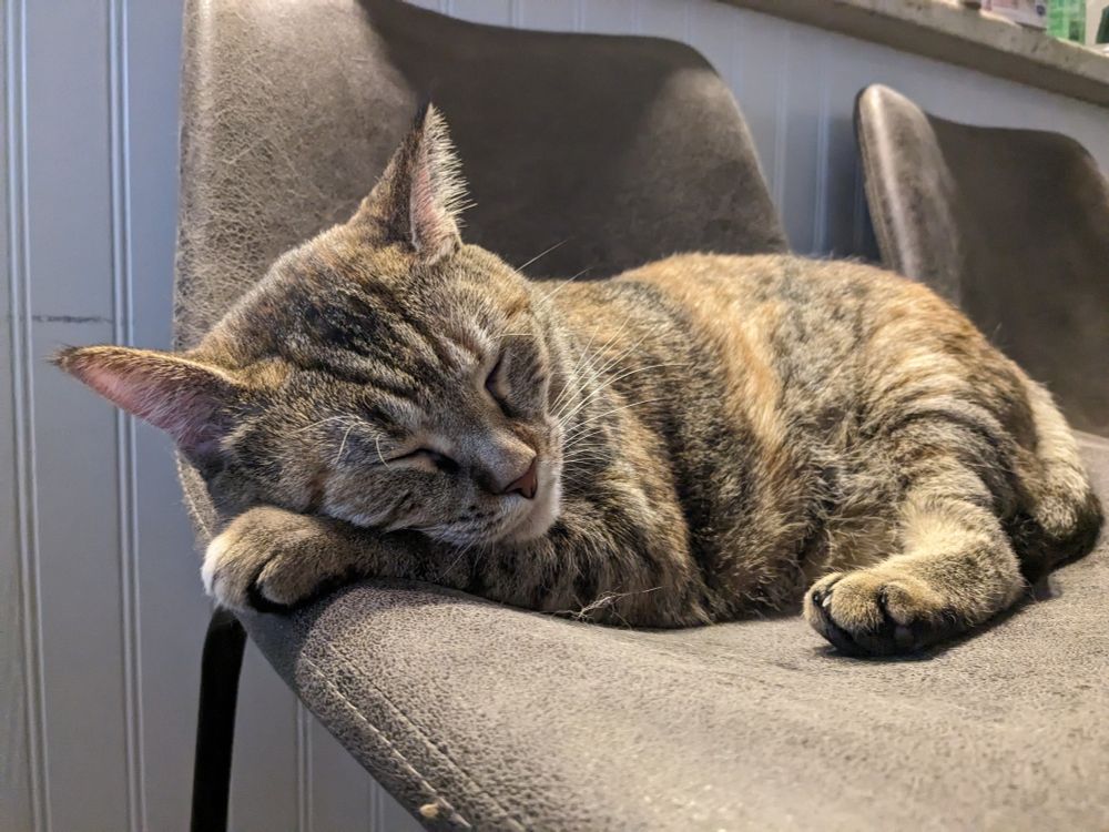 toffee the tortie tabby cat sleeping on a bar stool