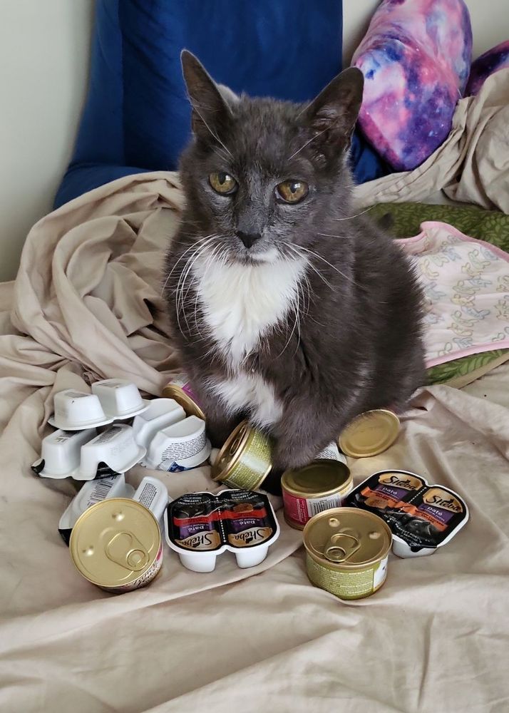 Maxine, and elder grey & white kitty, sits among a bevy of canned treats. Happy Whisker Wednesday!