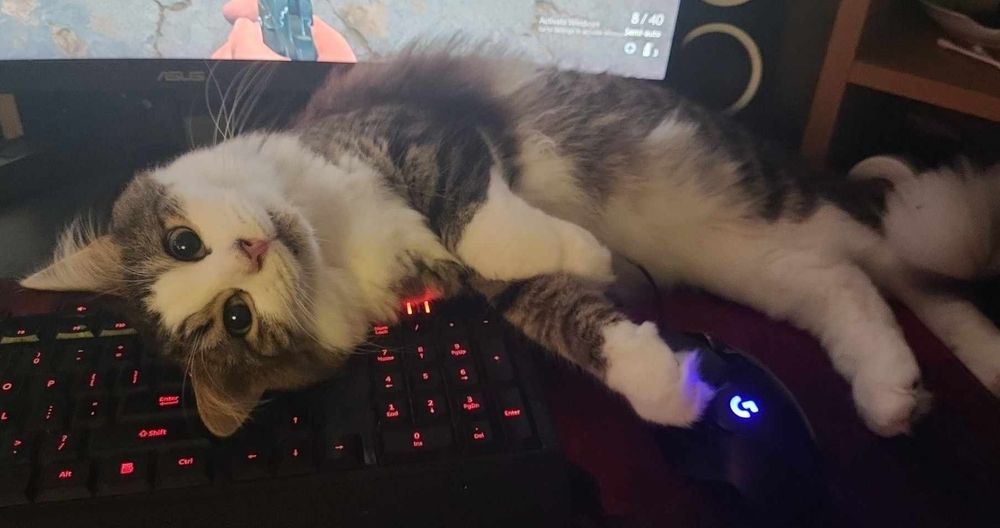 a white and brown tabby colored, long-haired cat is laying on his back in front of a computer screen, on top of the keyboard and mouse. he is looking up at the camera