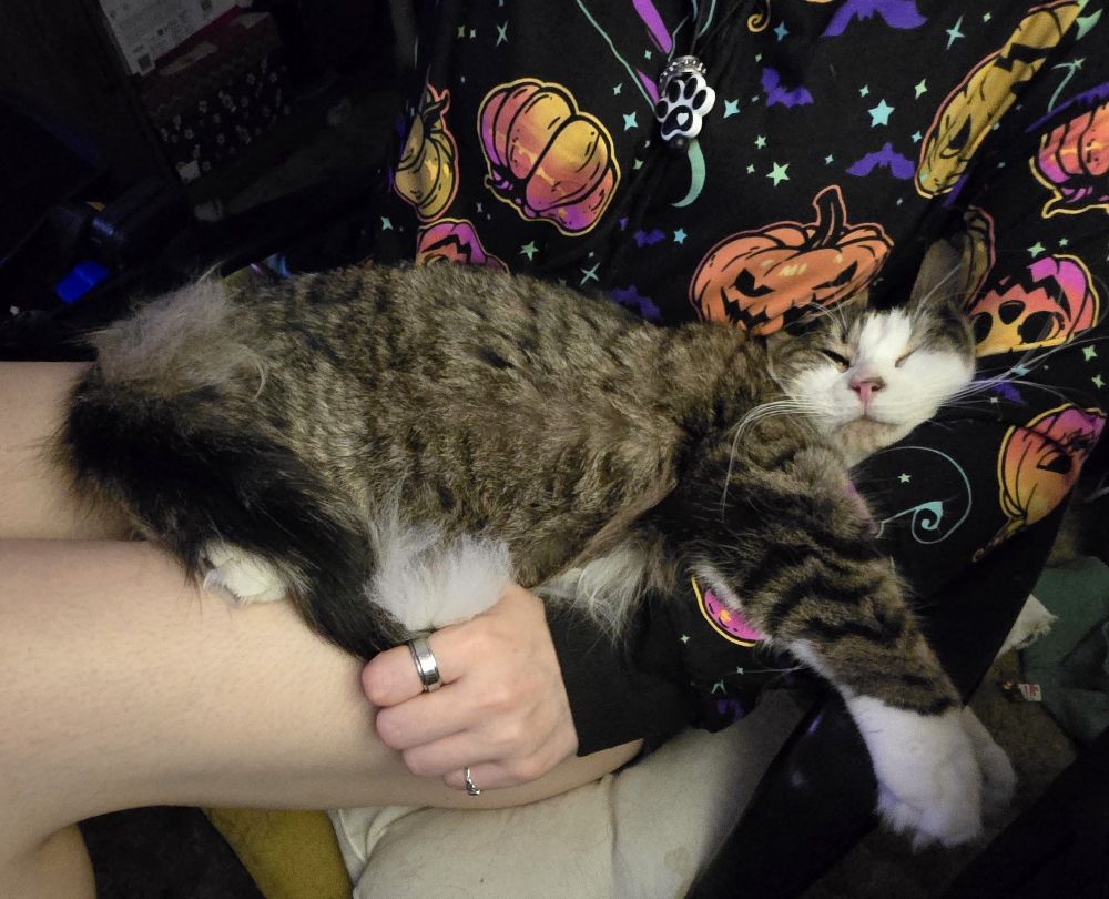 a long-haired white and brown tabby colored cat is lying on a person's lap, his face is squished as he sinks into a gap at the person's elbow. 