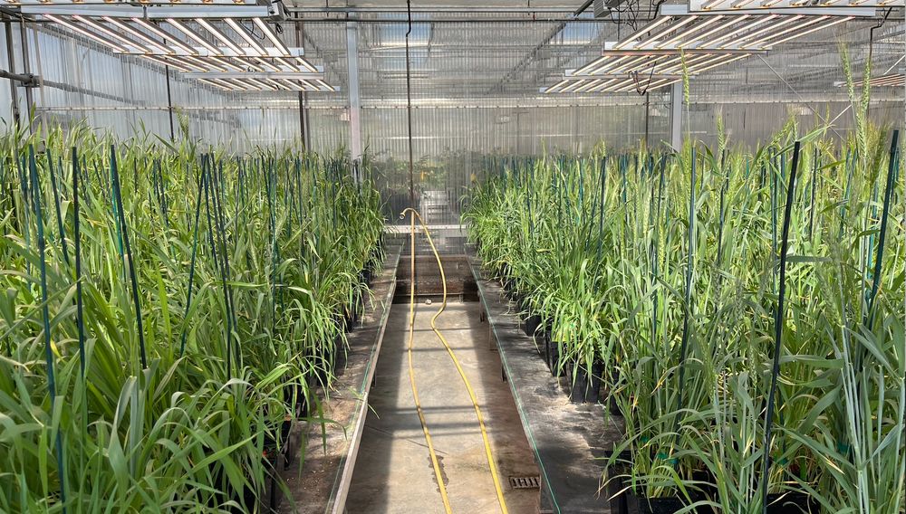 Hundreds of wheat plants occupy two benches in a greenhouse with LED lights overhead.  A yellow hose is stretched out between the two long rows of plants.