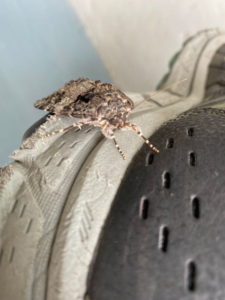 Grey, brown, and white moth landing on a grey and black shoe.