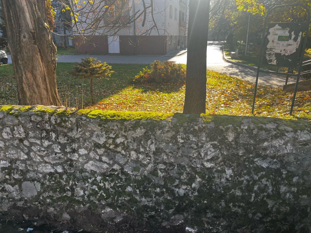 Moss on river bank