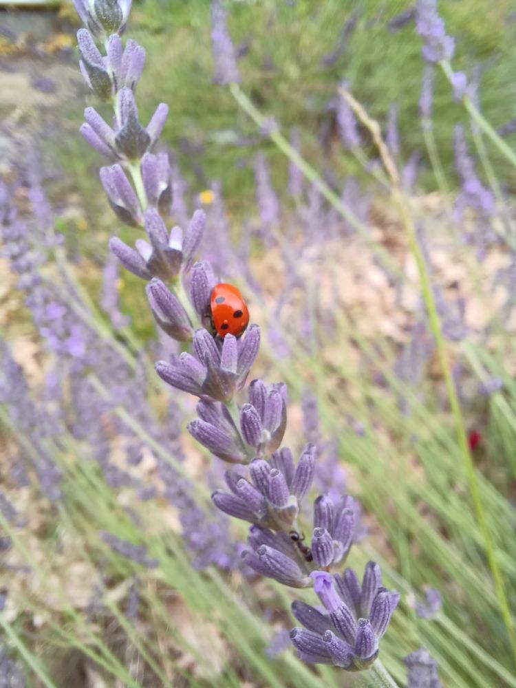 A ladybug snuggling between lavender flowers.