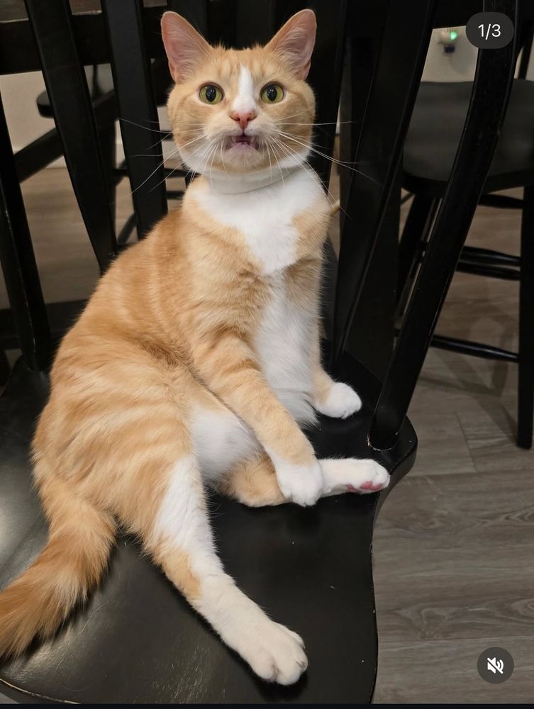 A ginger and white cat named Scipio Africatnus sits upright on a black wooden chair with an alert and slightly surprised expression. His front paws rest on his belly, and his back legs are stretched out in a relaxed but awkward position. His wide green eyes and slightly open mouth give him a comically startled look. The background shows other black chairs and wood-patterned flooring.