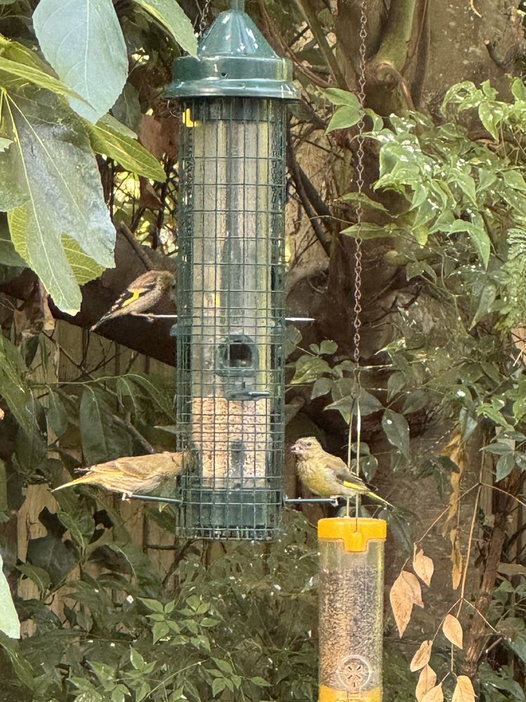 Two greenfinches eating sunflower seeds from a nearly empty bird feeder 
