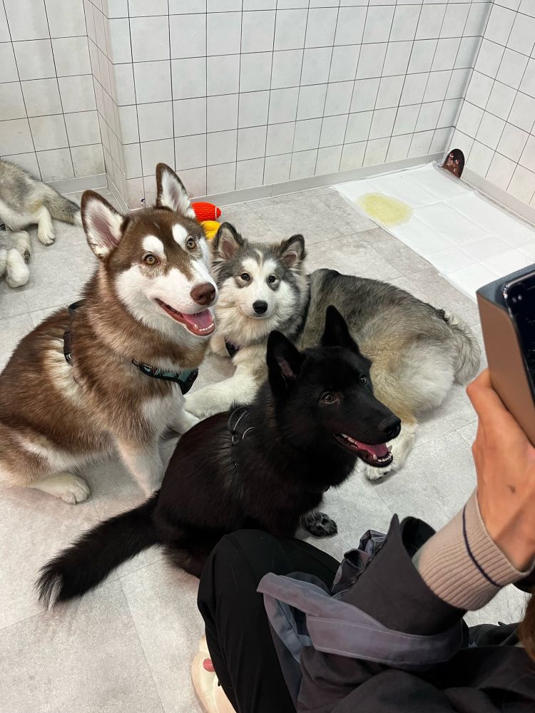 ハスキーカフェトーキョーの犬たち