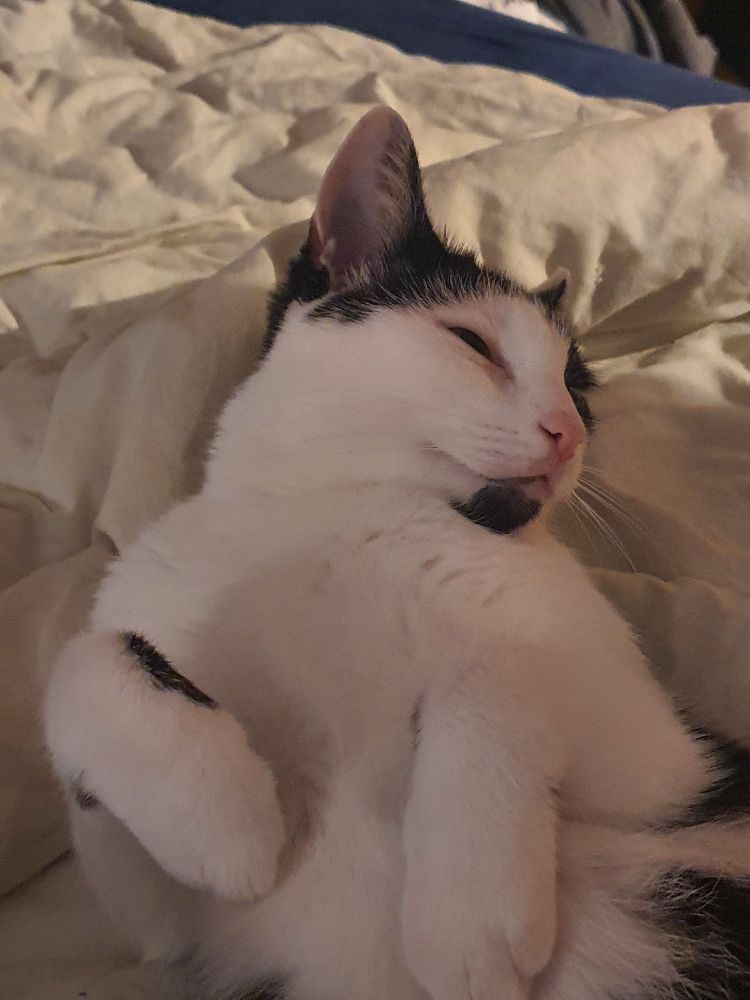 Schwarz weiße Katze, die auf dem Rücken liegt und zur Seite schaut. Etwas ans Gesicht herangezoomt.